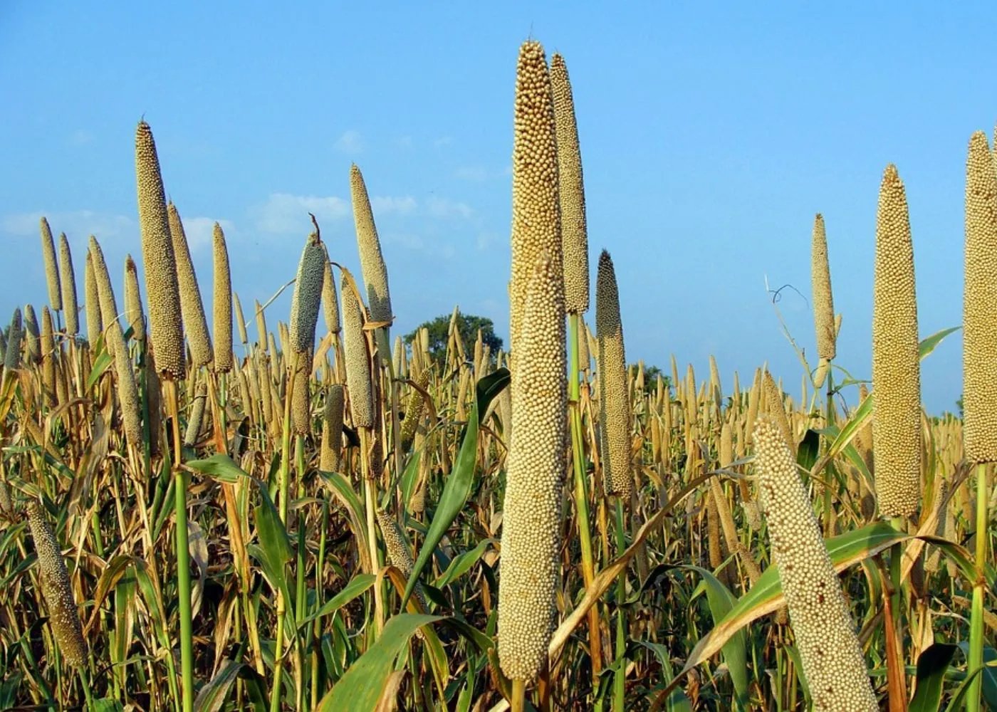 Economic Survey: The pace of agricultural development stable, emphasis on dealing with climate challenges